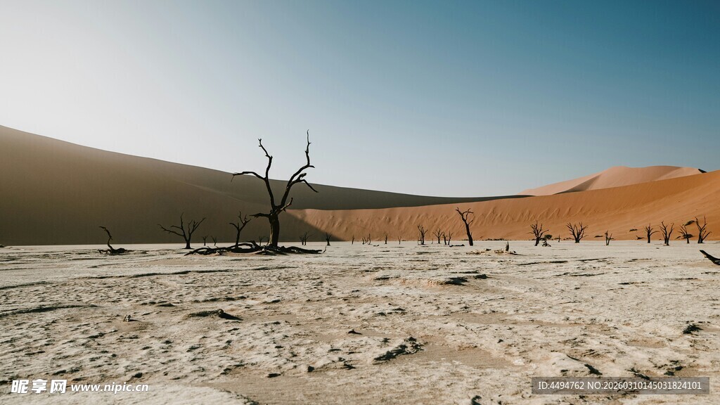 沙漠枯树景观