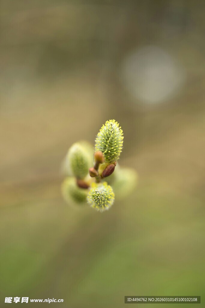 柳树枝头的嫩绿新芽