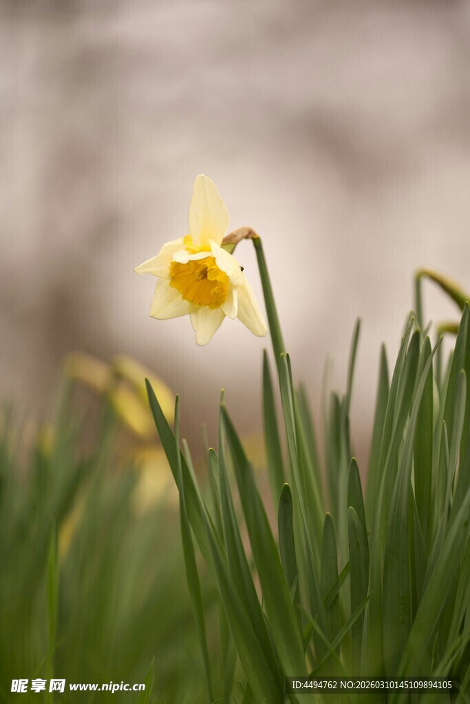 绽放的黄色水仙花