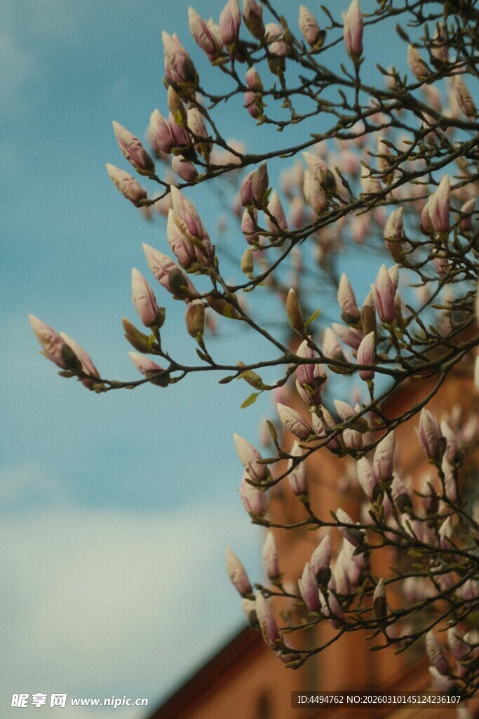 玉兰花枝映蓝天