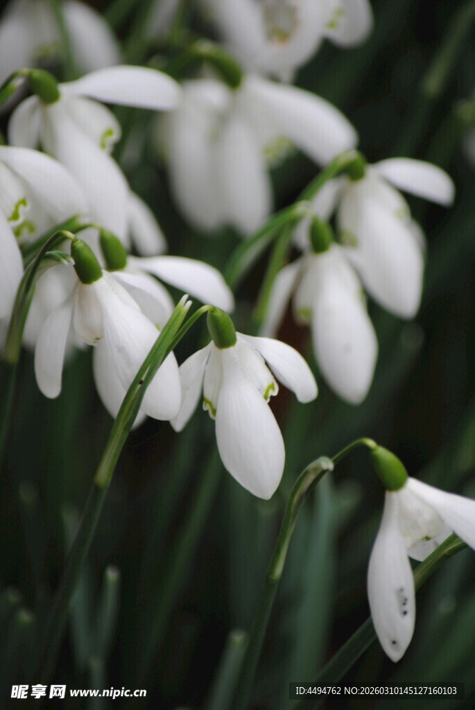 洁白雪花莲绽放瞬间