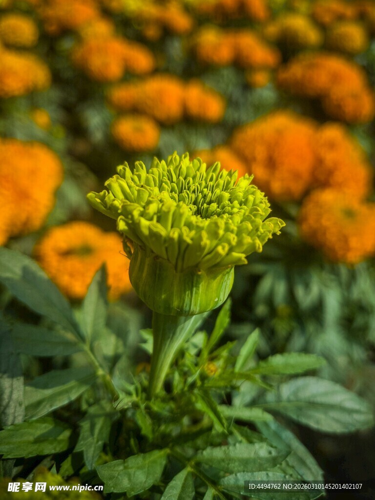 独株黄花绽于繁花之间