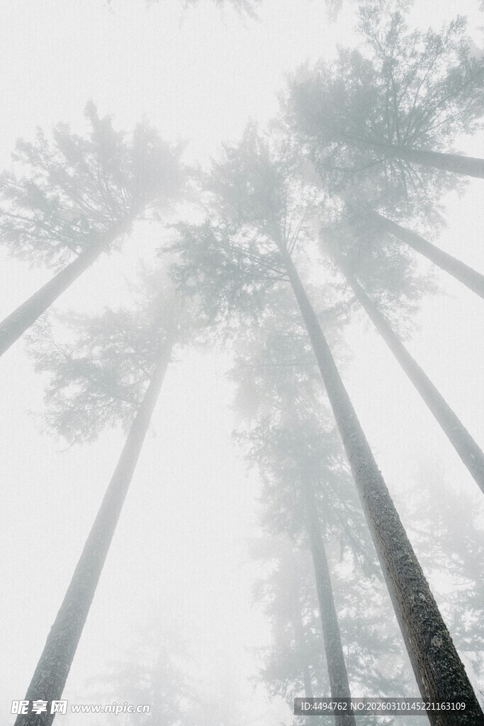 雾中挺拔树林美景