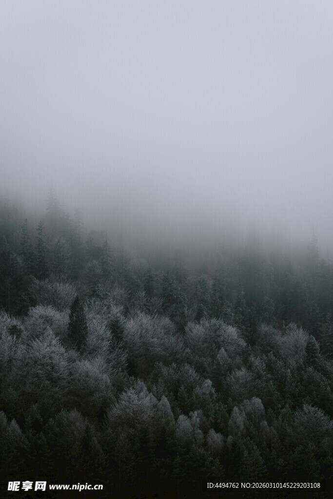 雾中森林景象