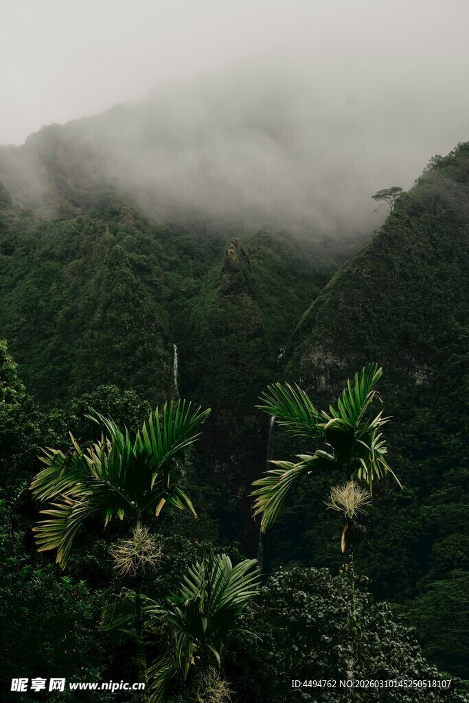 云雾缭绕的热带山林景观