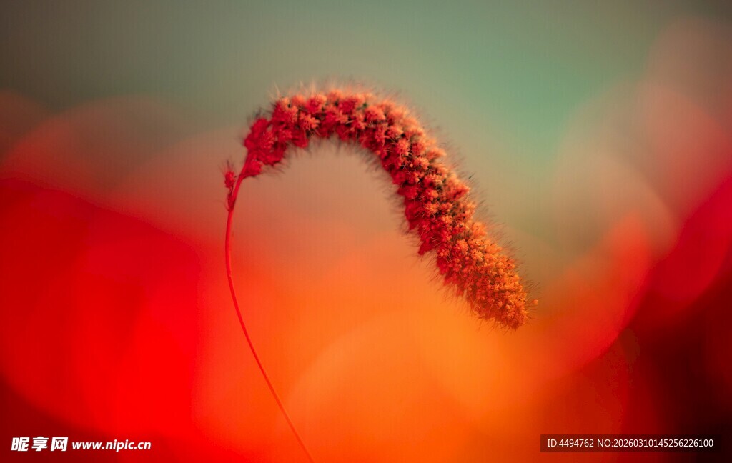 红色穗状植物特写