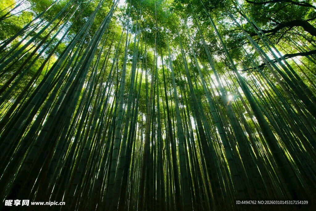 翠绿竹林阳光洒落之景