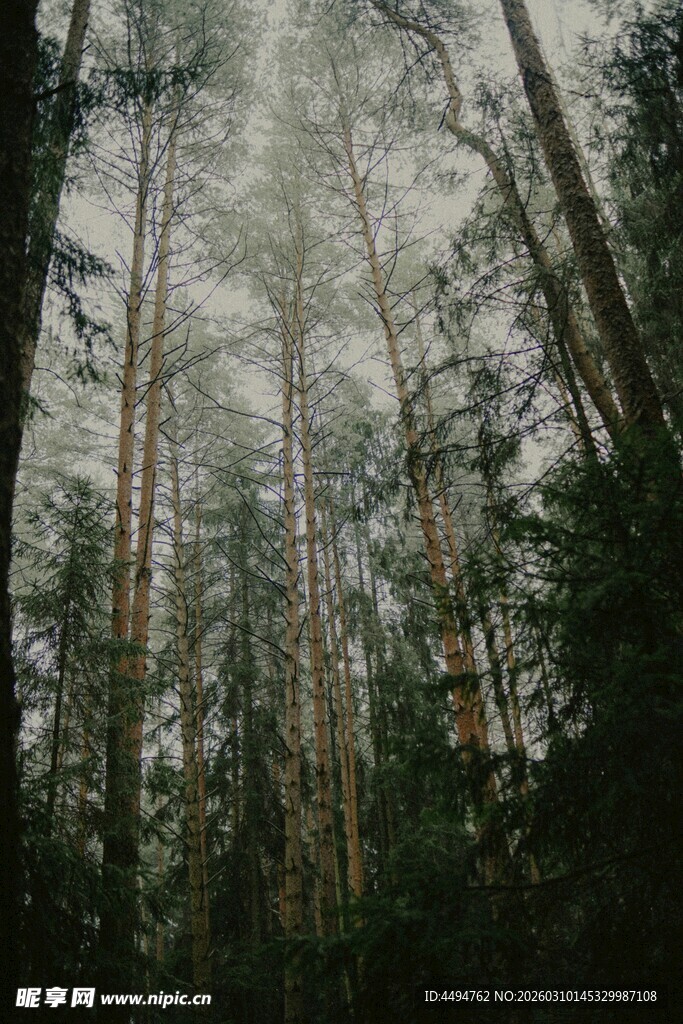 迷雾中的静谧森林