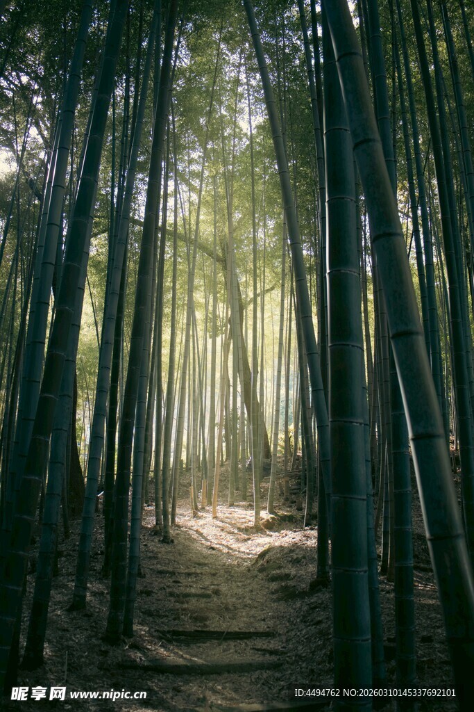 幽谧竹林小径光影交错