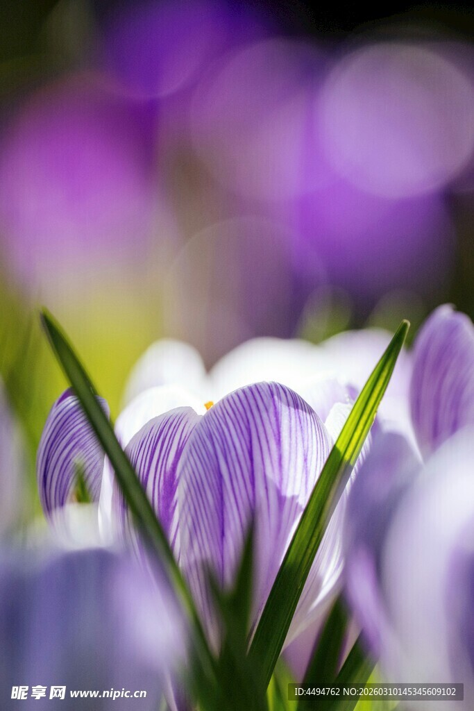 紫色番红花近景特写
