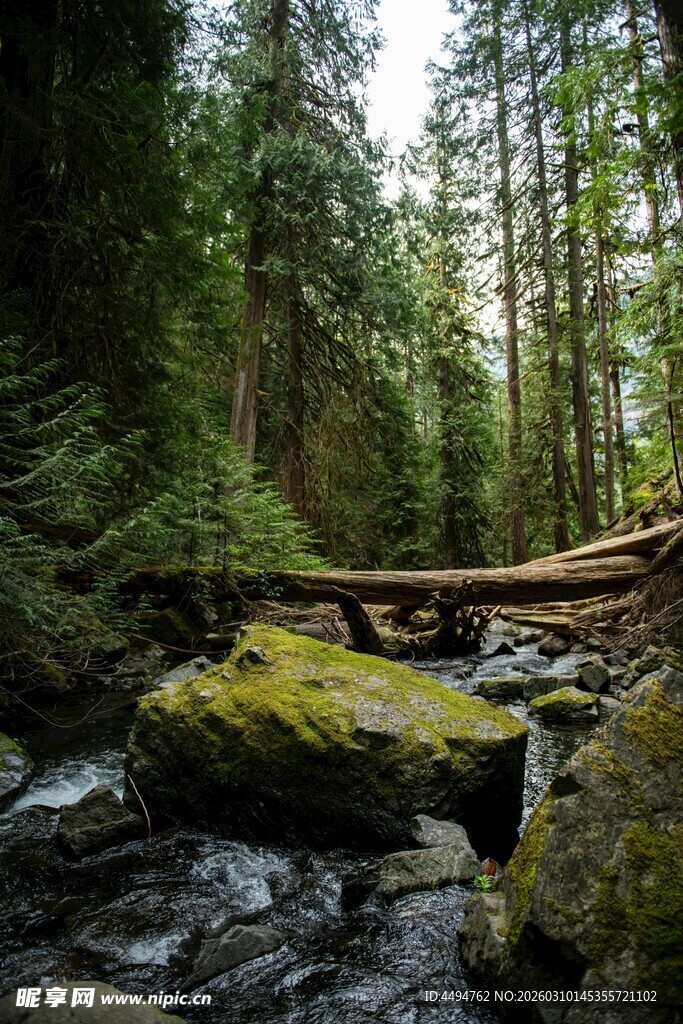 林间溪流静谧自然之景