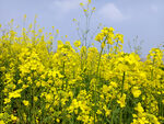 油菜花