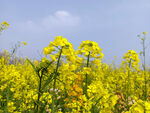 油菜花