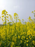 油菜花