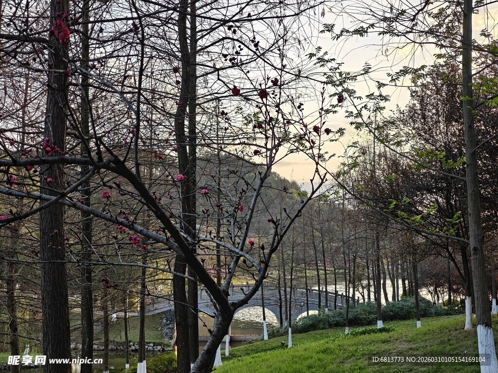 冬日树林中的静谧小道