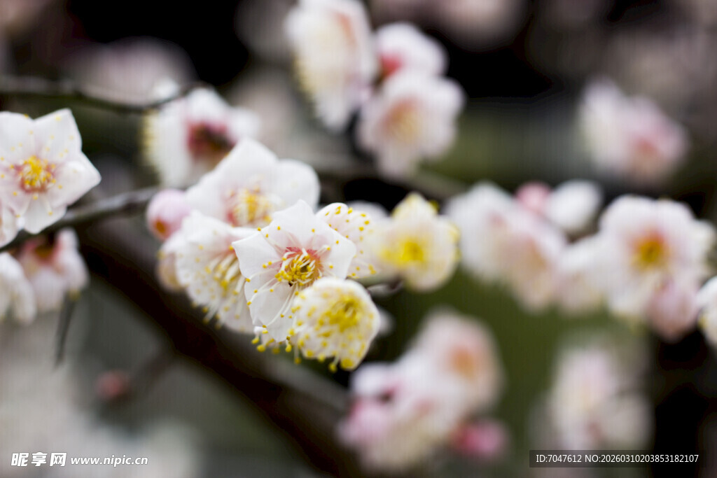 枝头绽放的白梅花