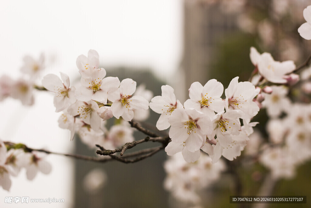 枝头绽放的粉嫩樱花