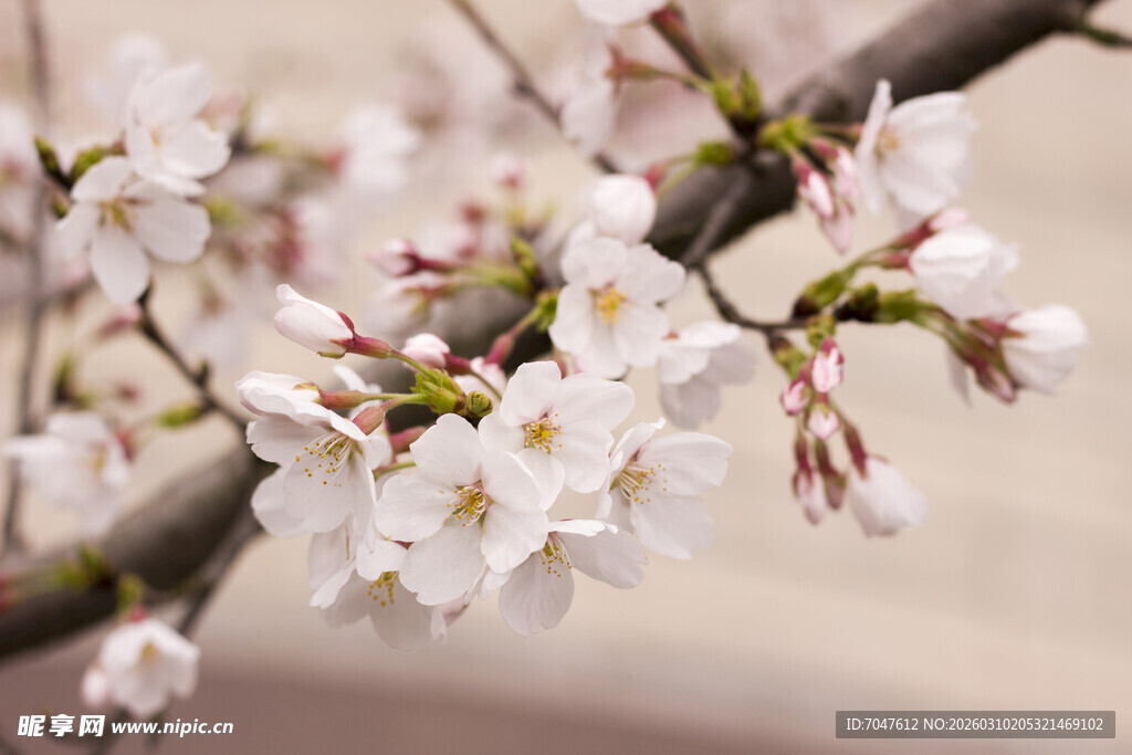枝头绽放的美丽樱花