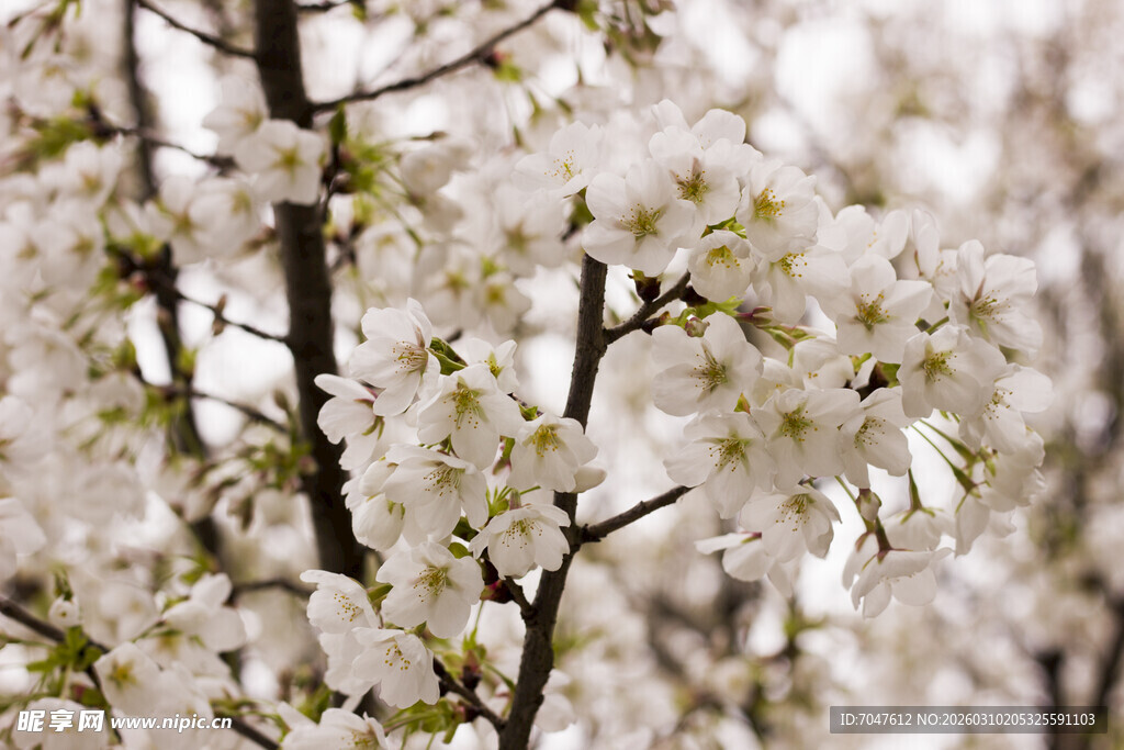 盛开的白色繁花枝头