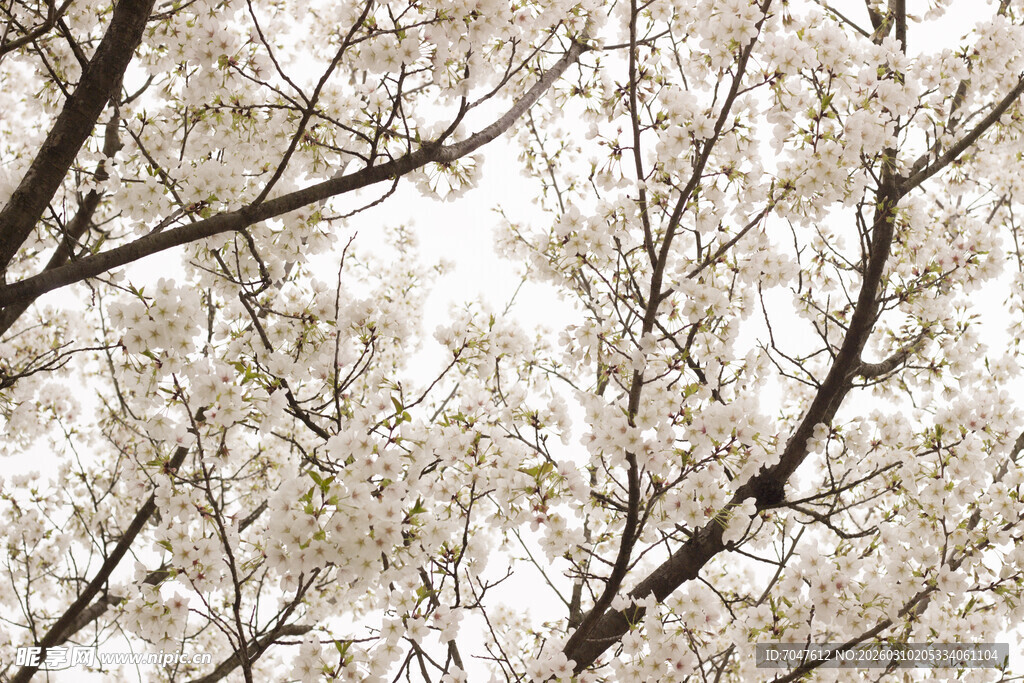 春日繁花满枝的美丽景象