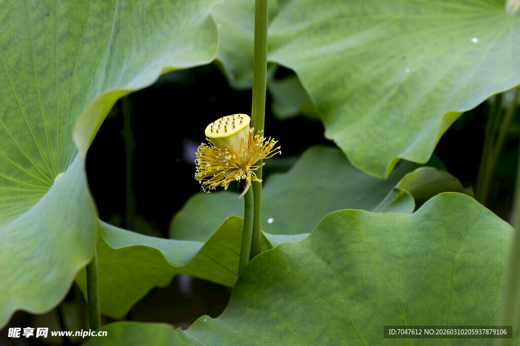 莲蓬 荷花 荷叶