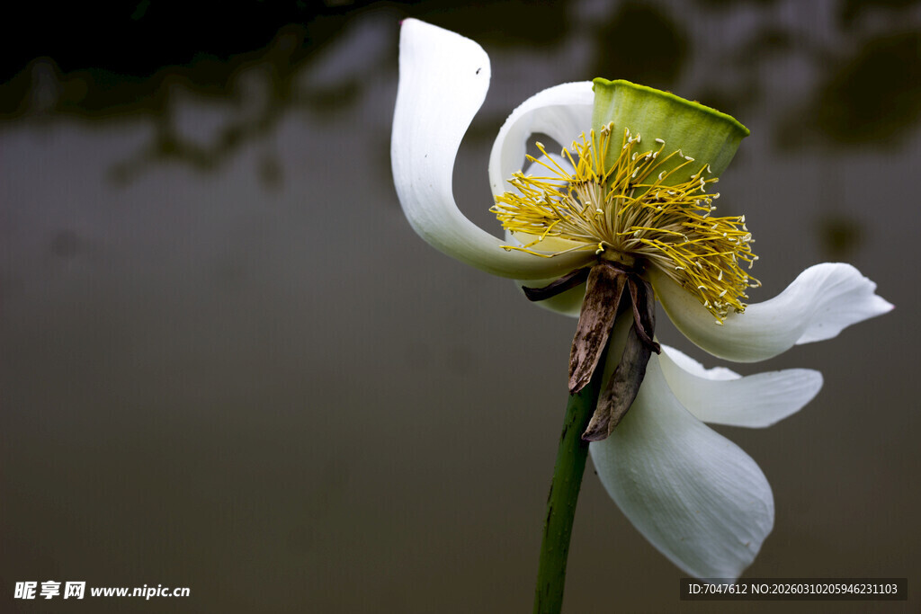 绽放的白荷花特写