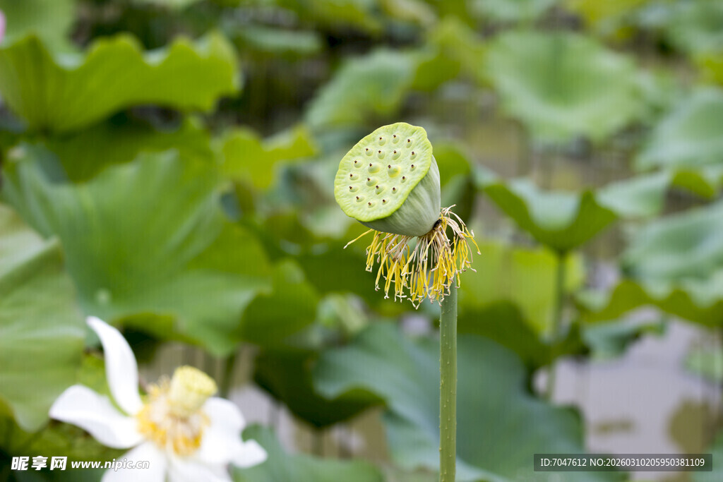 荷花旁的奇特莲蓬特写