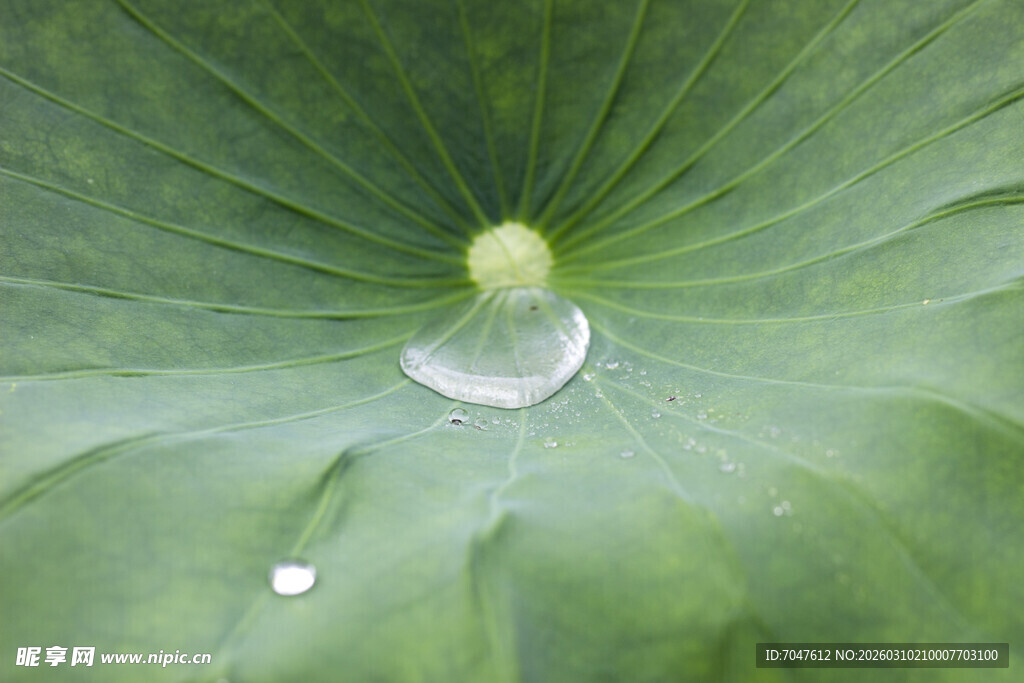 荷叶上的晶莹水珠