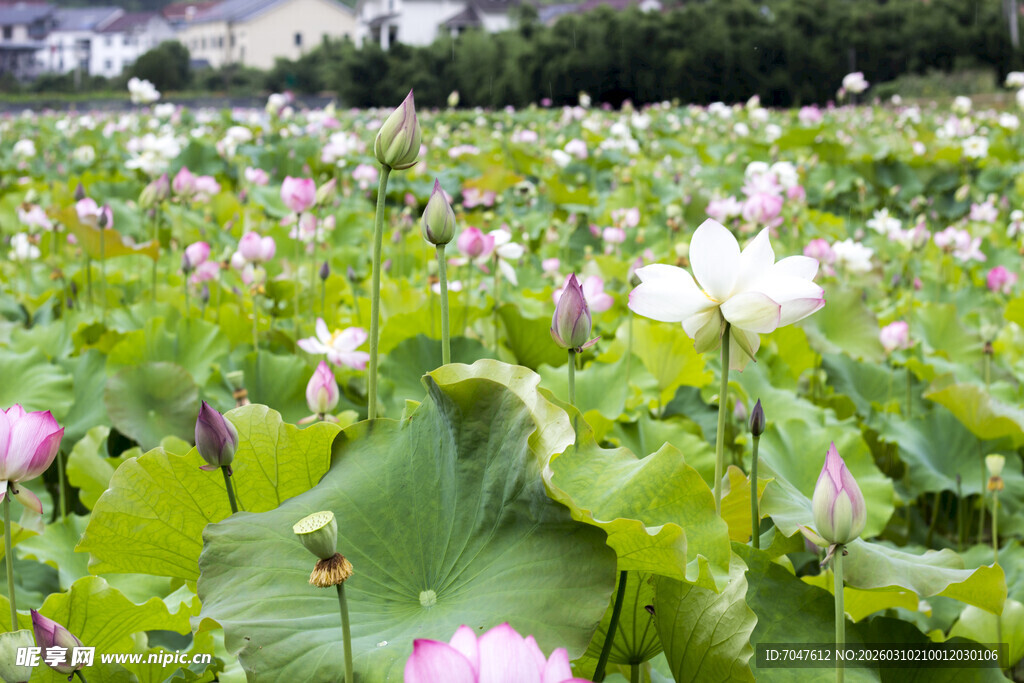 夏日荷花盛开的美丽荷塘