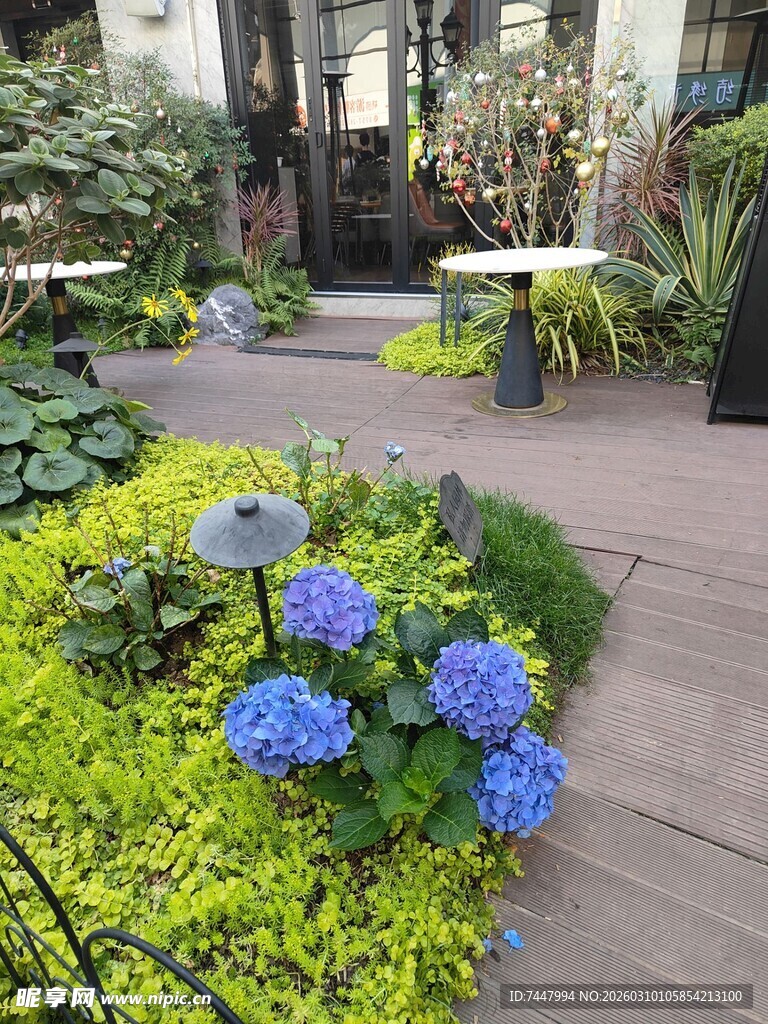 花园蓝色花