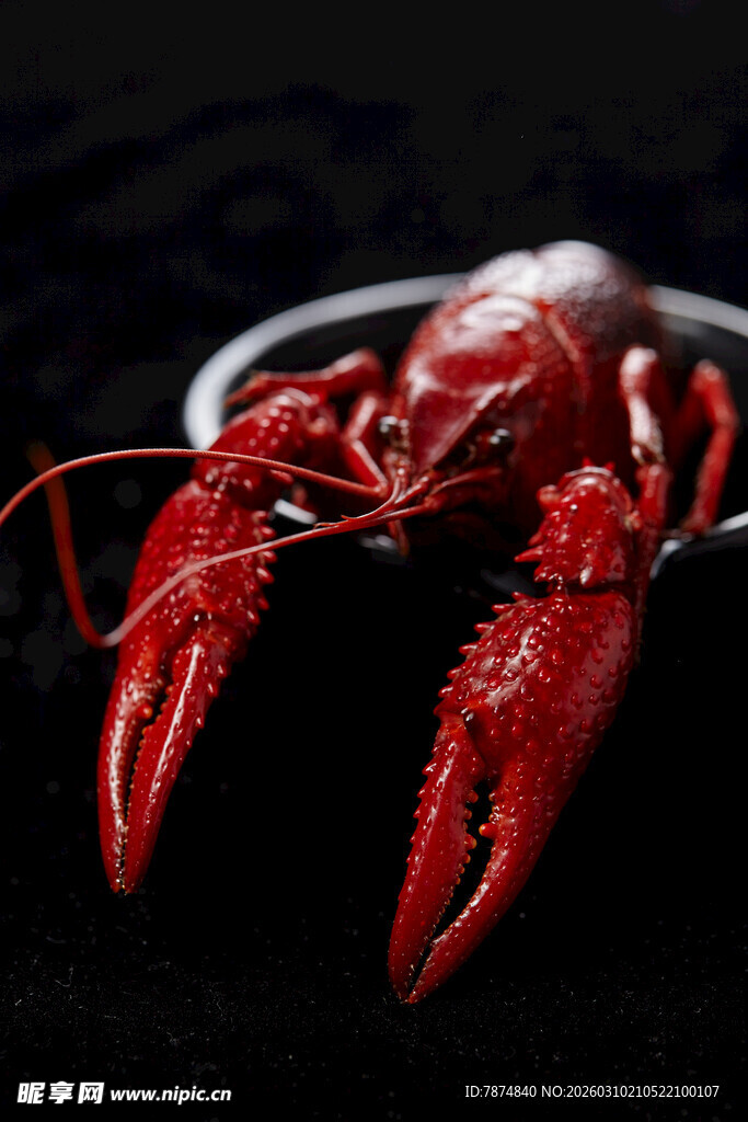 鲜活小龙虾特写