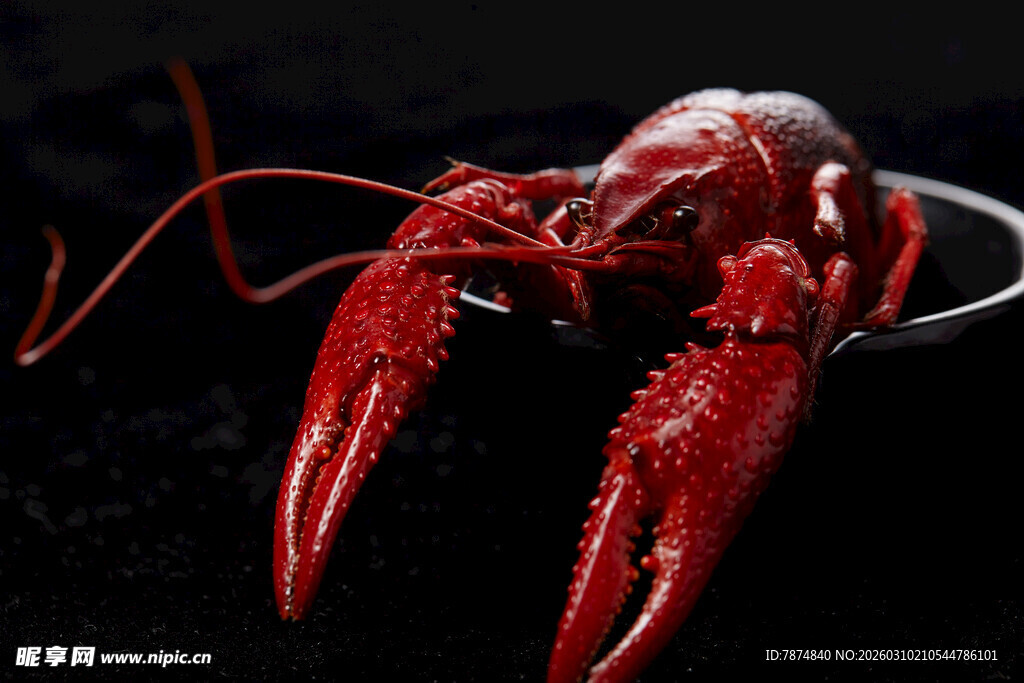 鲜活小龙虾特写