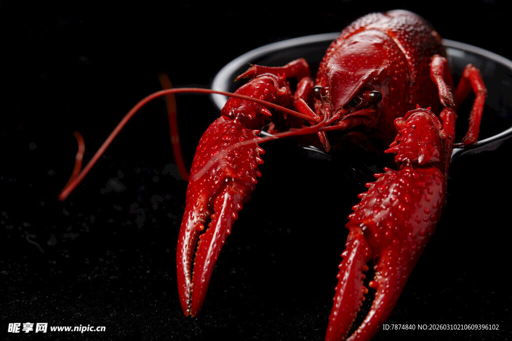 鲜活小龙虾特写
