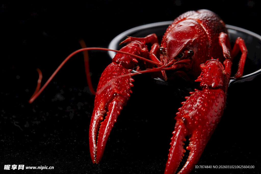鲜活小龙虾特写