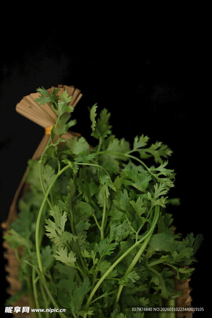 新鲜翠绿的胡萝卜叶