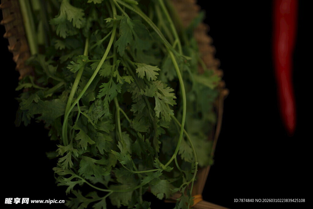 新鲜翠绿的香菜