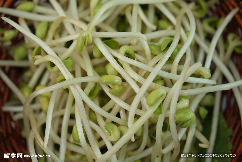 新鲜豆芽特写