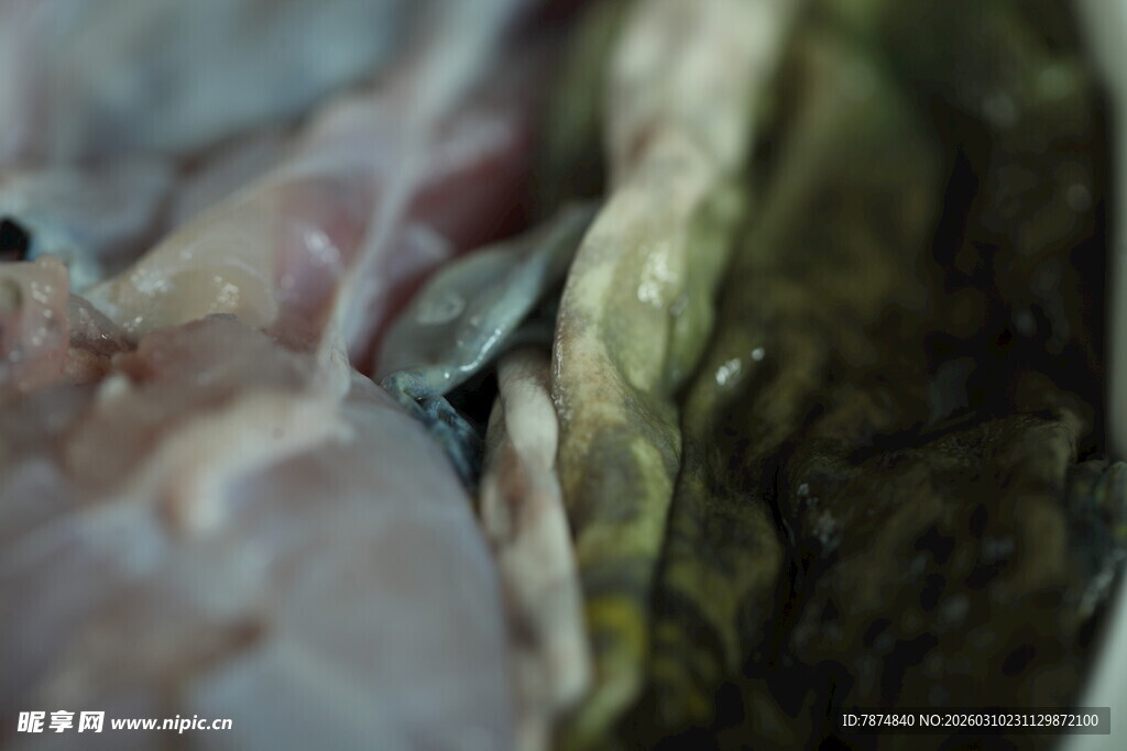 蜥蜴藏身于杂乱物体间