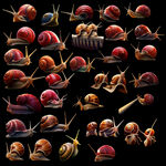 蜗牛png免扣高清素材