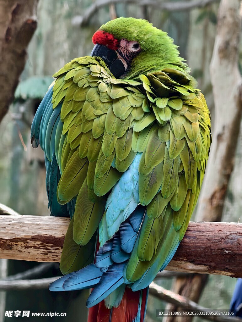 多彩鹦鹉栖息于枝头