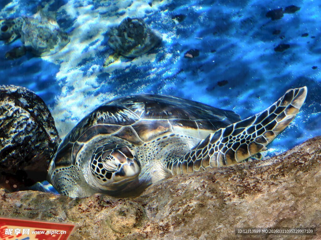 海底海龟特写