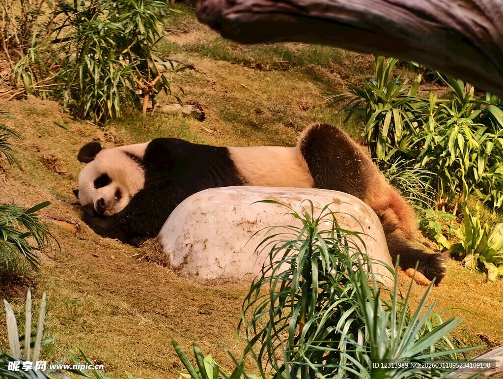 憨态可掬的熊猫惬意躺卧