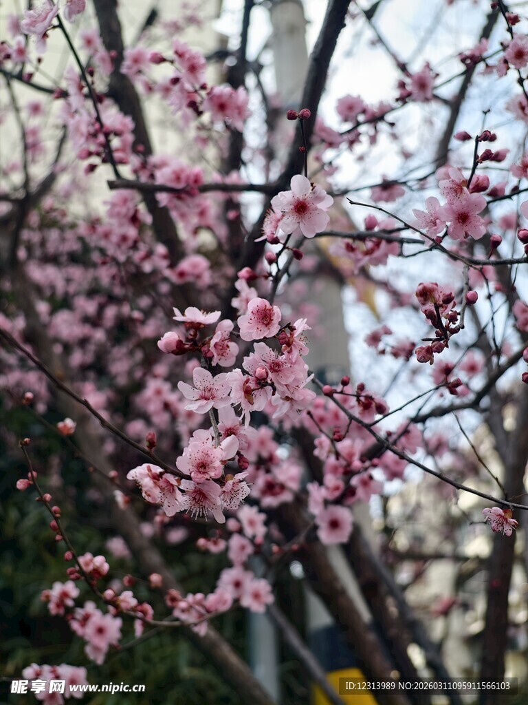 枝头绽放的粉嫩桃花