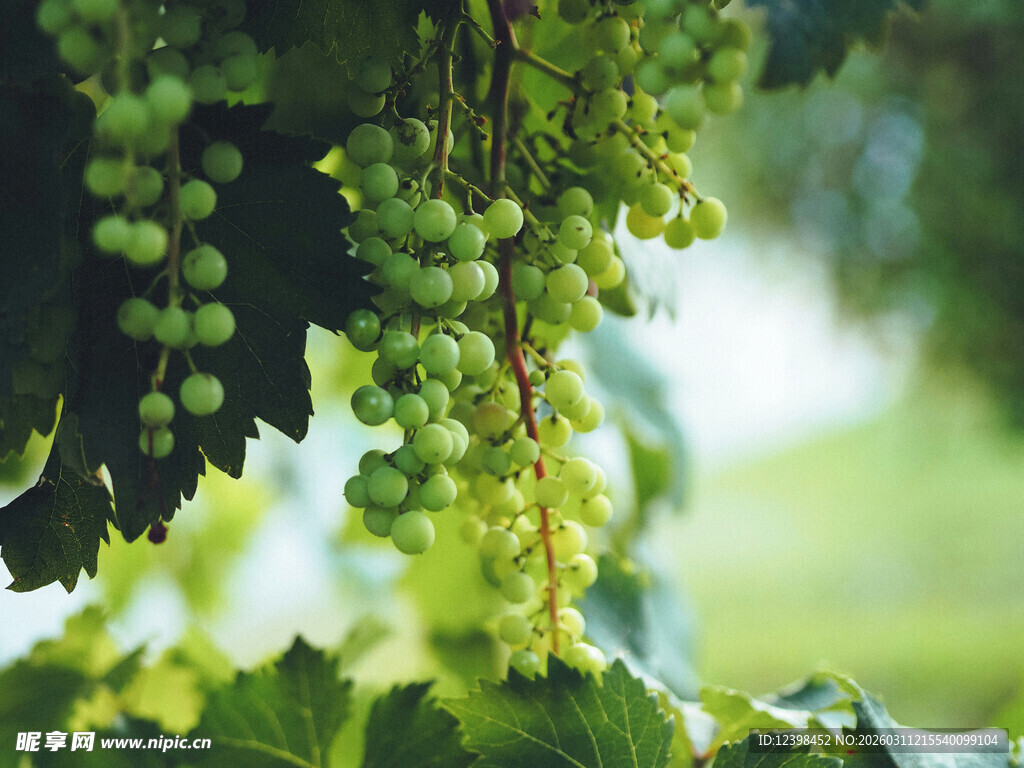 绿葡萄