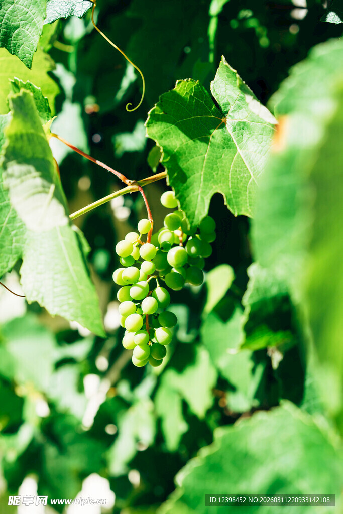 青葡萄