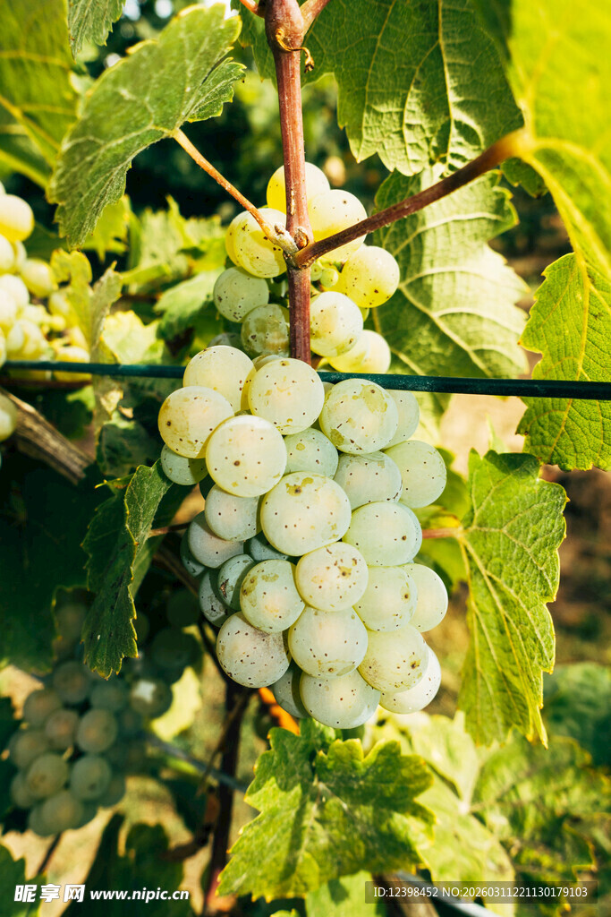 白色葡萄