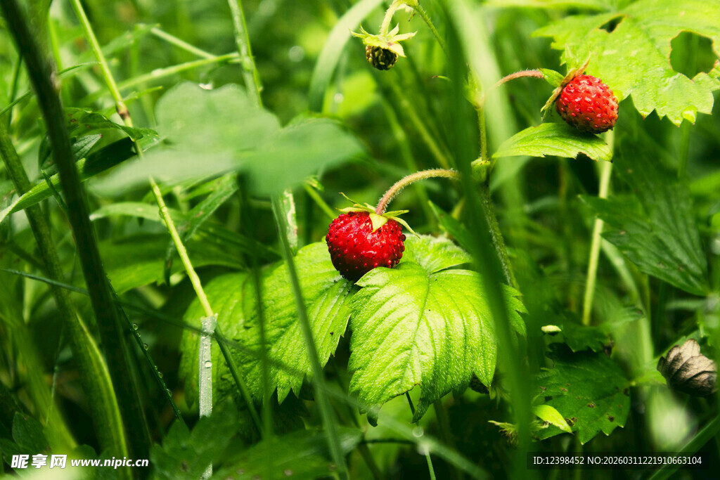 野草莓