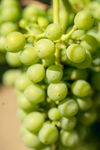 青葡萄