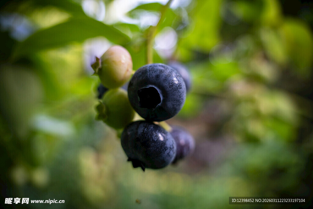 枝头饱蓝莓