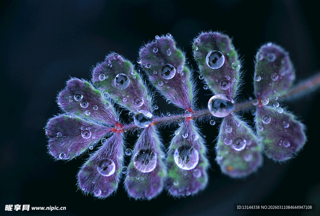 带水珠的紫色羽状叶片